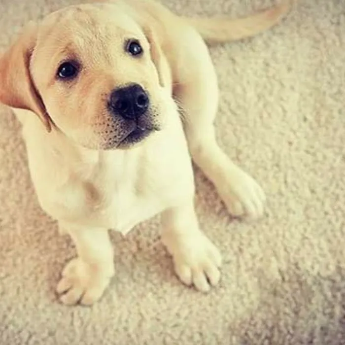 MWM Carpet Cleaning Services Picture 4