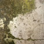 Phoenix Mold Removal