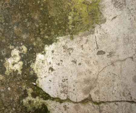 Phoenix Mold Removal