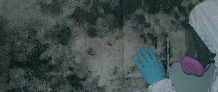 Phoenix Mold Removal Picture 5