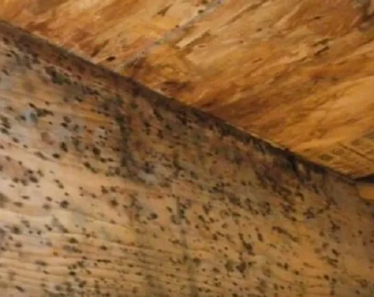 Dry Cleanup - Mold Removal & Remediation Brownsville TX Picture 10