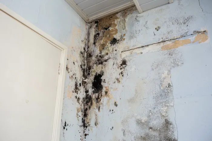 Prospect Heights Mold Remediation Picture 4
