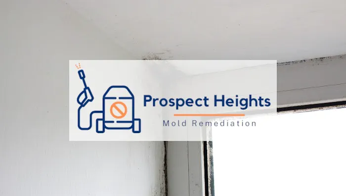 Prospect Heights Mold Remediation Picture 5