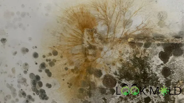 Mold Remediation Solutions LLC Picture 1