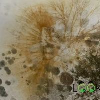 Mold Remediation Solutions LLC ico