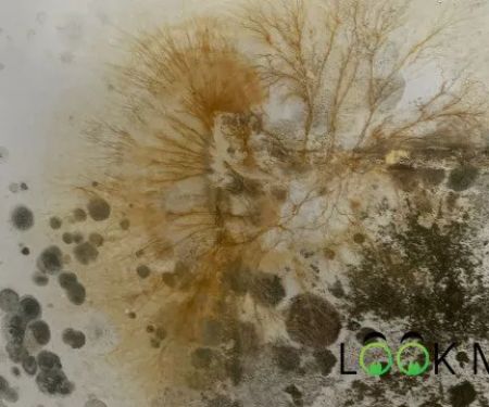 Mold Remediation Solutions LLC