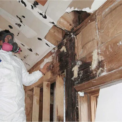 Facterel Mold Testing Picture 3