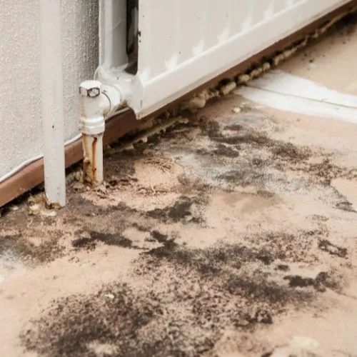 Facterel Mold Testing Picture 7