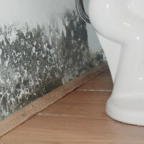 Facterel Mold Testing Picture 6