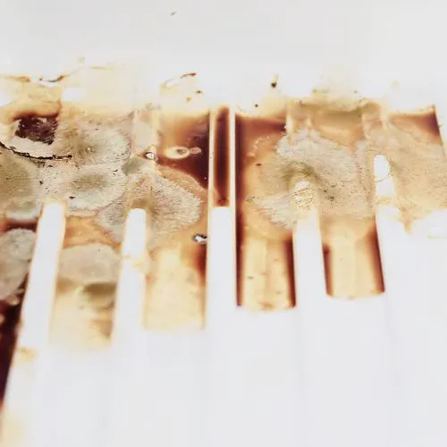 Facterel Mold Testing Picture 2