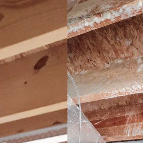 Facterel Mold Testing Picture 4