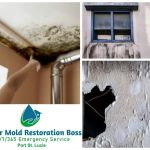 Mold Boss of Port St Lucie
