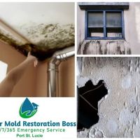 Mold Boss of Port St Lucie ico