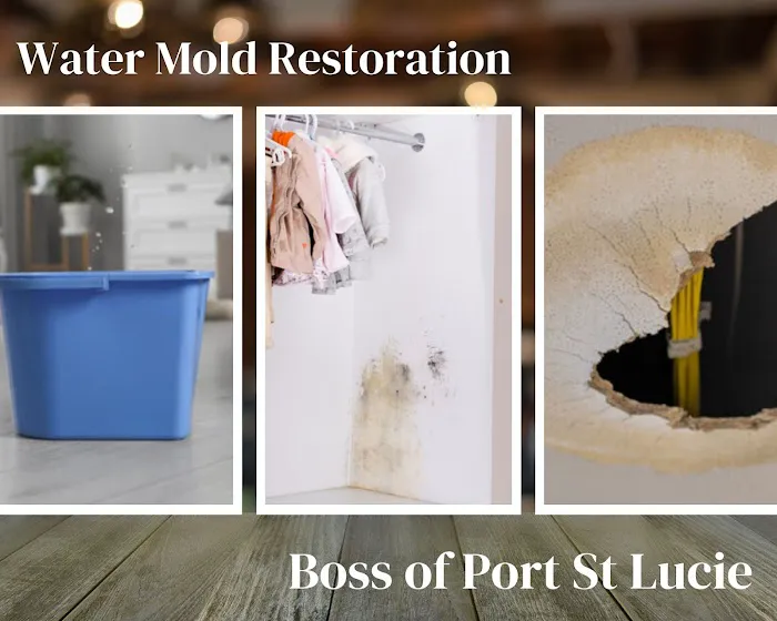 Mold Boss of Port St Lucie Picture 8