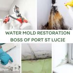 Mold Boss of Port St Lucie