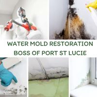Mold Boss of Port St Lucie ico