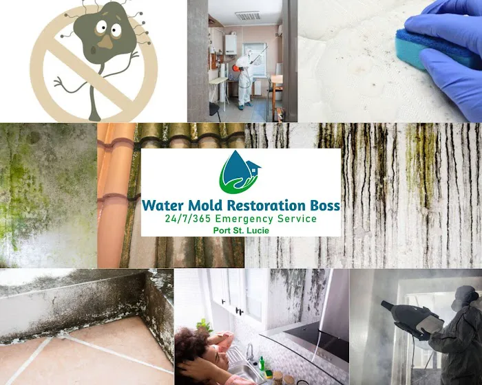 Mold Boss of Port St Lucie Picture 10