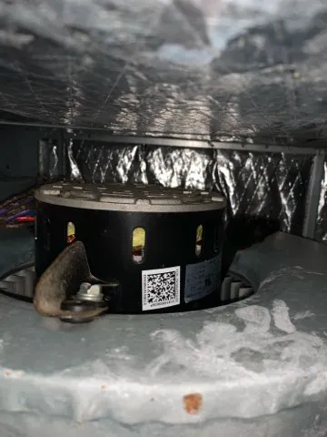 GMEK Restoration Picture 10