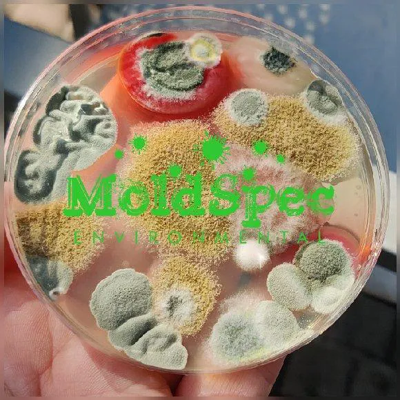 MoldSpec Environmental LLC Picture 9
