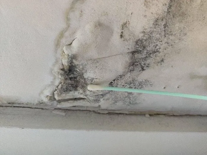 MoldSpec Environmental LLC Picture 8