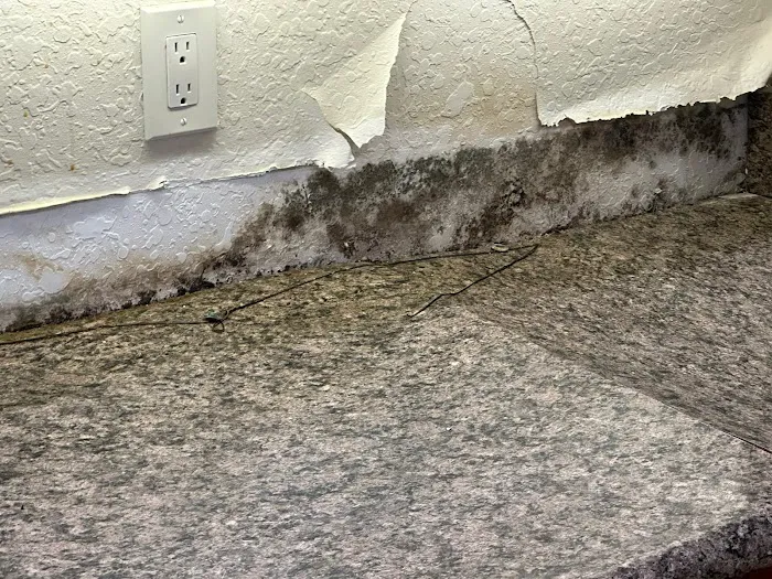 Mold and Environmental Picture 4