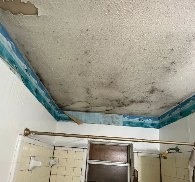 Mold and Environmental Picture 2