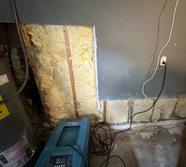 Mold and Environmental Picture 7