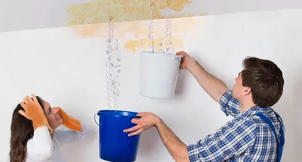 Wickham Park Mold Experts Picture 2