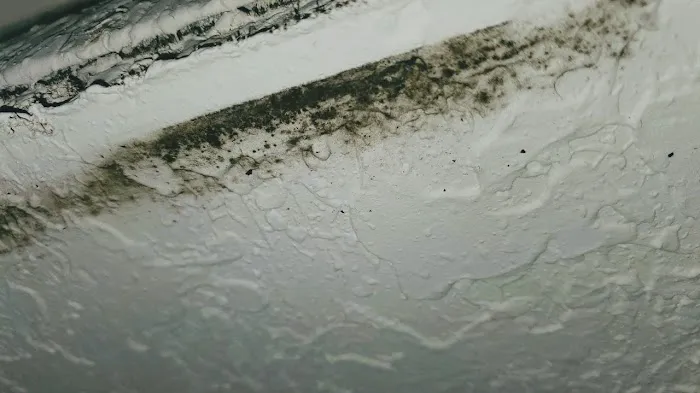 Brevard Mold Inspection & Removal Picture 7