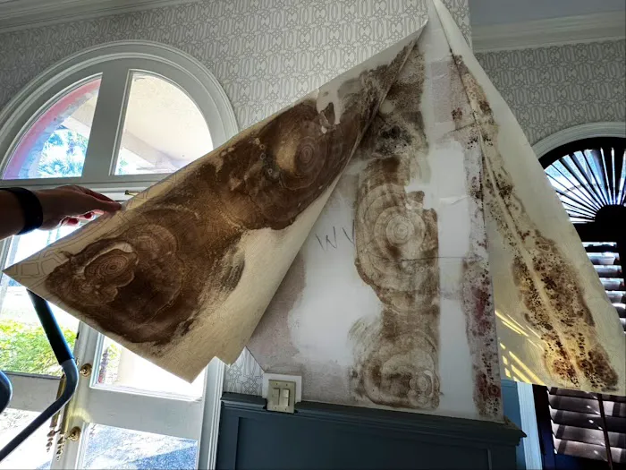 Bio Pro: Mold Inspection & Testing Picture 3