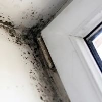 Bio Pro: Mold Inspection & Testing ico