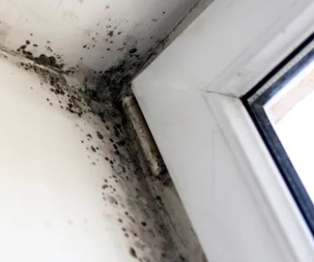 Bio Pro: Mold Inspection & Testing