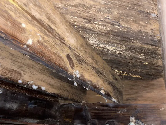 Delta Restoration Picture 10