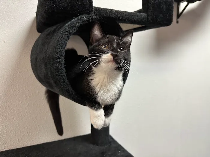 On The Geaux Repair Picture 4