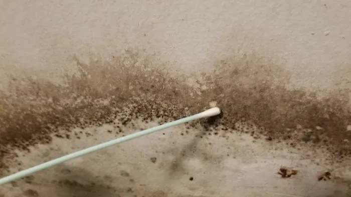 Elmont Mold Removal & Inspections Picture 3