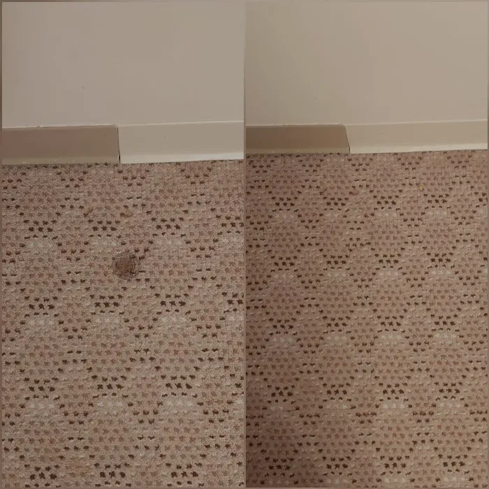 Snow White Carpet Cleaning Picture 6