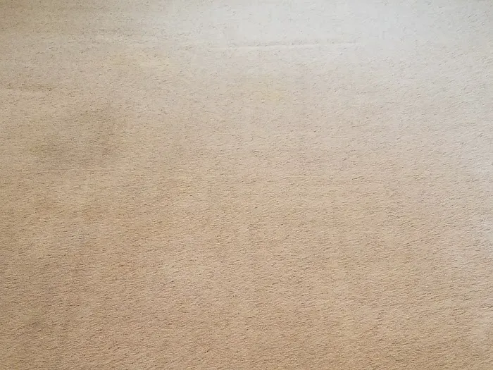 Snow White Carpet Cleaning Picture 4