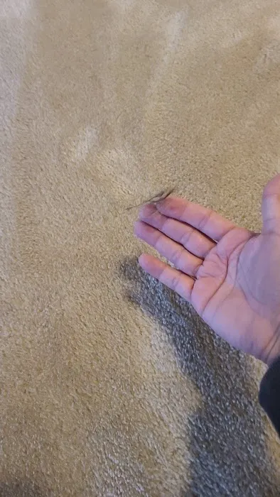 Stanley Steemer Picture 3