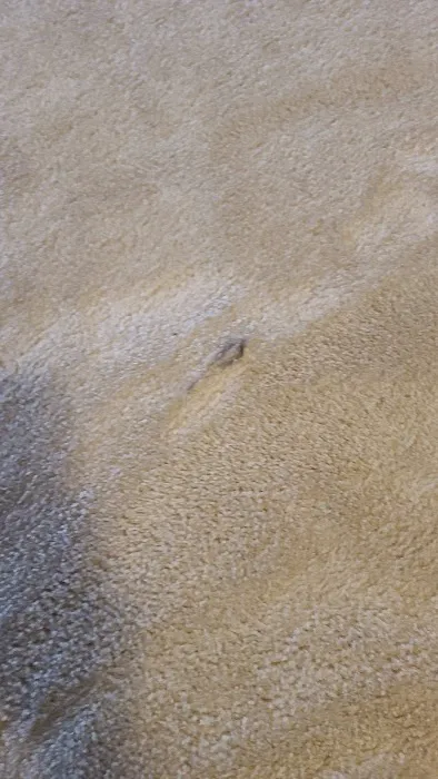 Stanley Steemer Picture 4