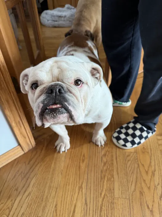 Higher Standards Carpet Cleaning and Restoration Picture 2