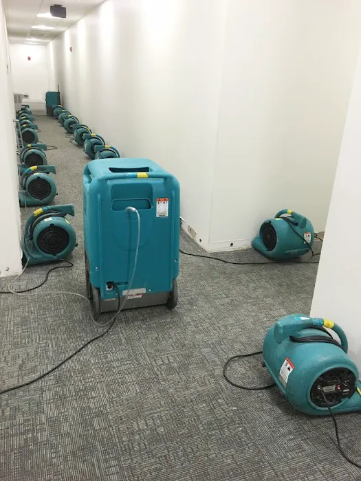 Arya Carpet & Upholstery Care Picture 8