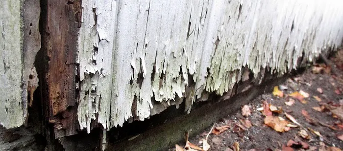 Rot Doctors Picture 5