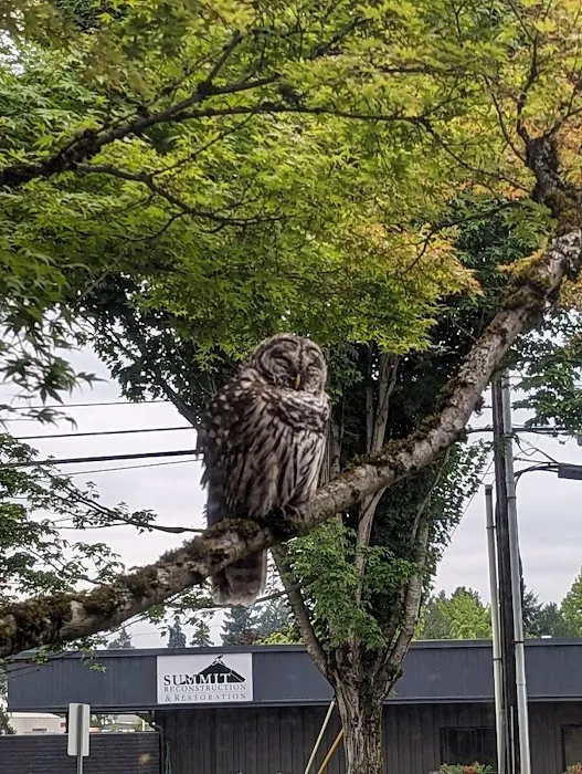 Summit Reconstruction Picture 9