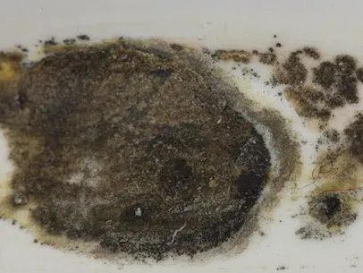 Mold Remediation Pros Picture 1