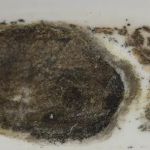 Mold Remediation Pros