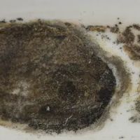 Mold Remediation Pros ico