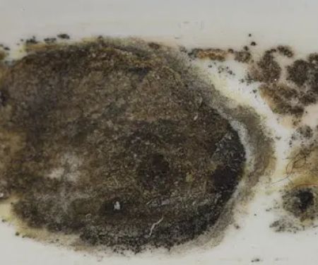 Mold Remediation Pros