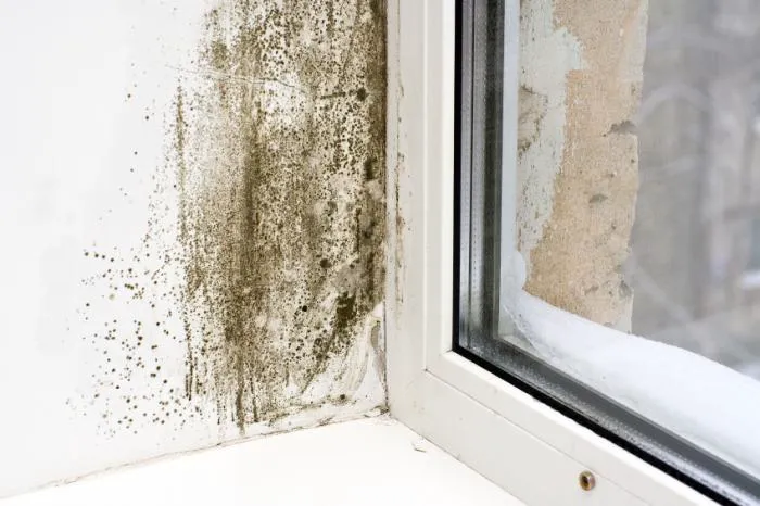 Mold Remediation Pros Picture 5