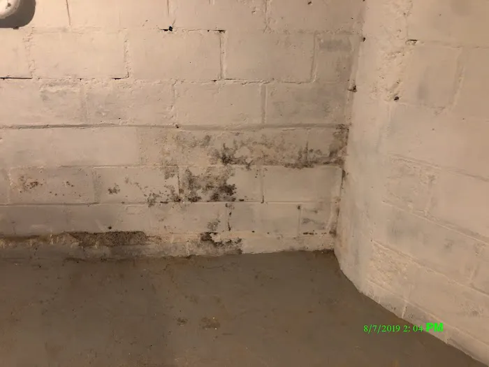 Advanced Mold Testing Picture 2