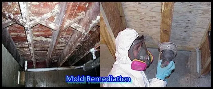 Advanced Mold Testing Picture 7